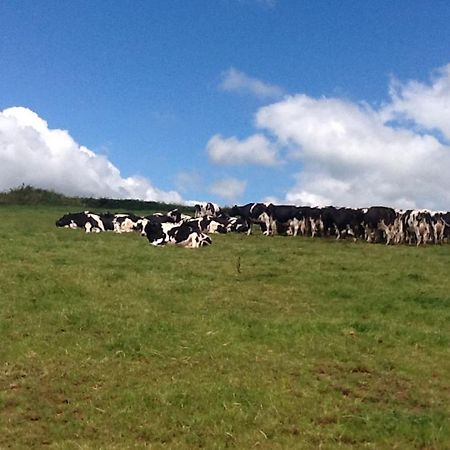 North Hollacombe Farm Crediton Dış mekan fotoğraf
